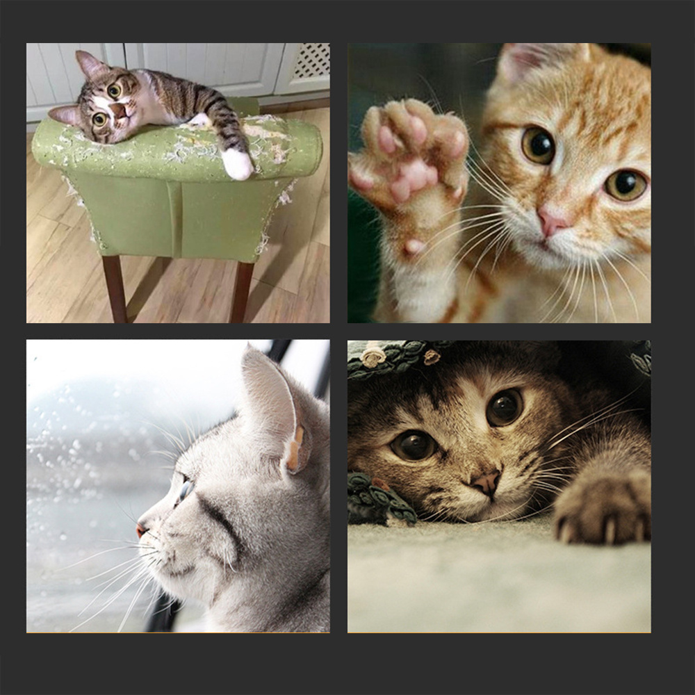 Greatest Cat Game - Byloh